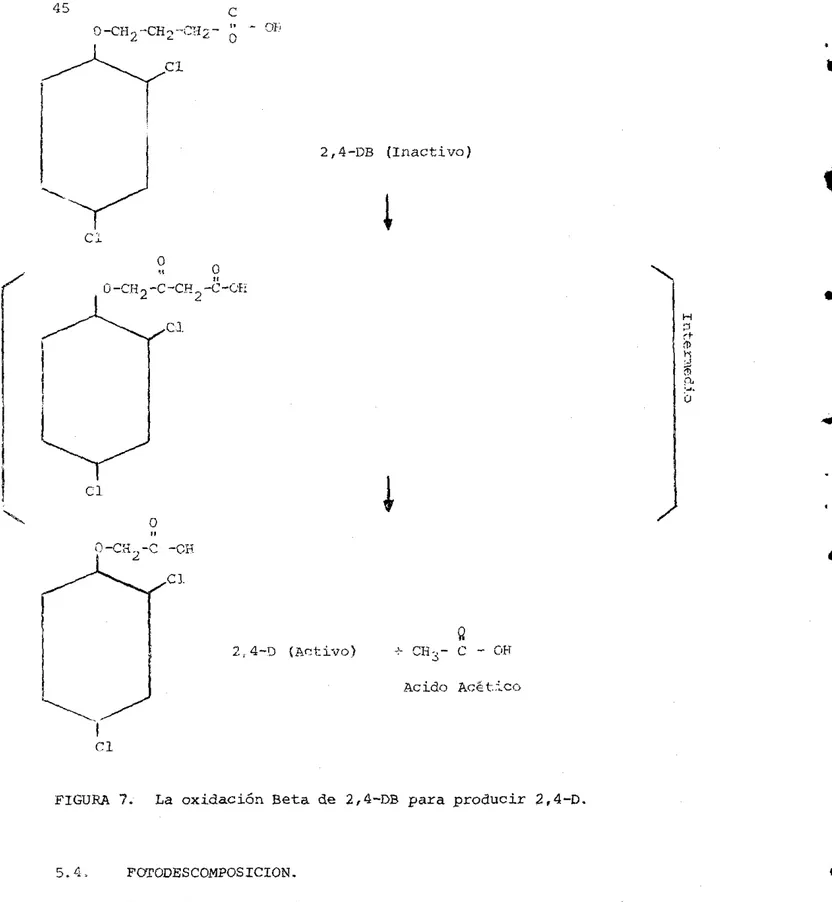 FIGURA  7.  La  oxidación  Beta  de  2,4-DB  para  producir  2,4-D. 