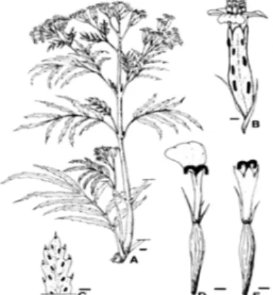 FIGURA N°  8  Tagetes minuta, (6) 