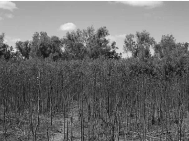 Figura 6. Renoval de Tessaria integrifolia contra  la costa del río; más allá, bosque maduro de Salix  humboldtiana