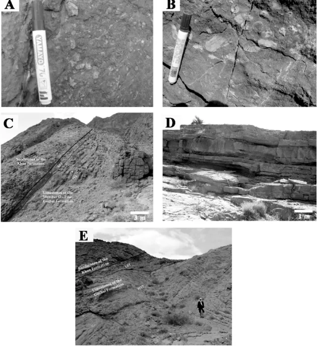 Figure 4. Tang-e Vaveila and Bakhshi sections. A: Unit 3 of the Gachal Formation in Tang-e Vaveila section, sandy bioclastic grainstone