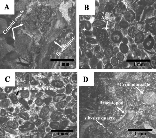 Figure 6. Photomicrographs of facies types of the Gachal Formation. A: Blastic packstone/grainstone with diverse biota, sample T28