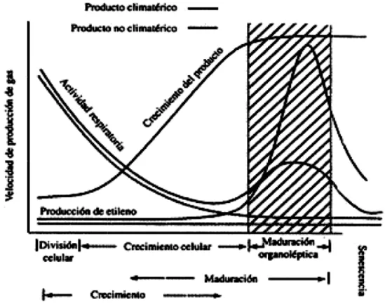 FIGURA 3: PAUTAS DE CRECIMIENTO, RESPIRACIÓN Y PRODUCCIÓN DE ETILENO DE  ÓRGANOS VEGETALES CLIMATÉRICOS Y NO CLIMATÉRICOS