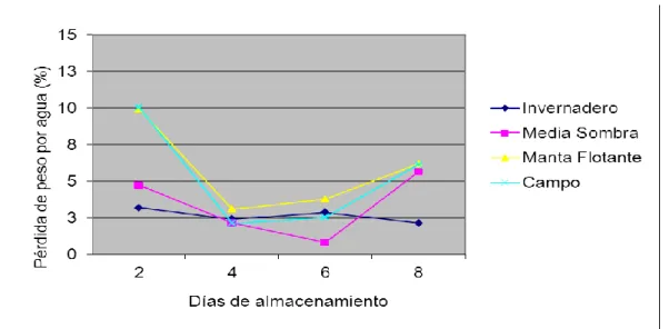 Figura  2:  Efecto  de  los  sistemas  de  producción  y  días  de  almacenamiento,  sobre  la  variable  pérdida  de peso por  agua en otoño 