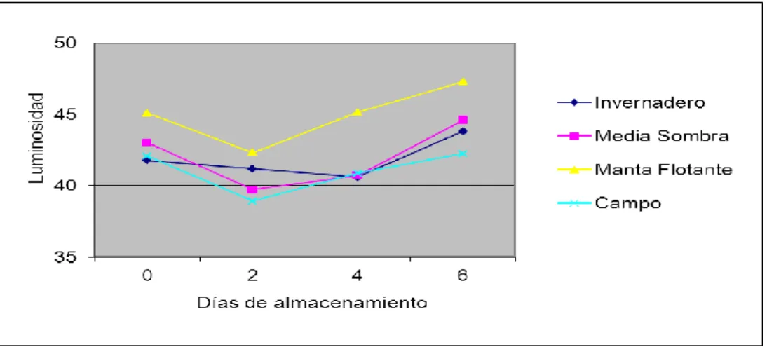 Figura  4:  Efecto  de  los  sistemas  de  producción  y  días  de  almacenamiento,  sobre  luminosidad  en primavera 