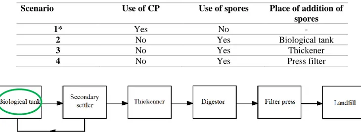 Figure 12. Processing line of the activated sludge on WWTP-A with the addition of spores  on the biological tank (Scenario 2).