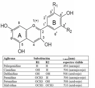 FIGURA N°1. Estructura química de antocianinas (www .cannabiscafe.net/foros) 