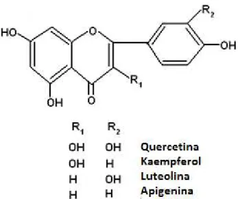 FIGURA N°2. Estructuras química de flavonoides (www .mpancz.webpark) 