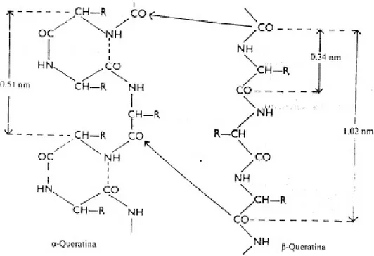 FIGURA N° 3. Estructura química de la Queratina 