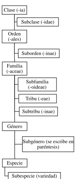 Figura 1: Taxones procariotas. 