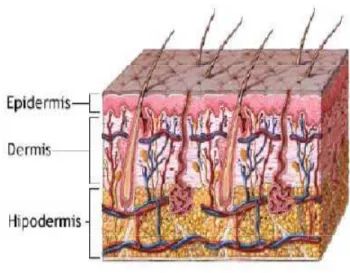 FIGURA Nº 6. ESTRUCTURA DE LA PIEL 