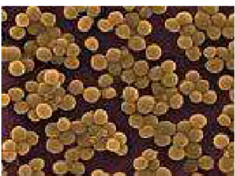 FIGURA Nº 7. Staphylococcus aureus 