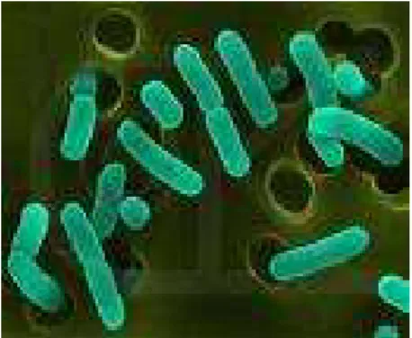 FIGURA Nº 8. Escherichia coli   
