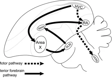 Figure 1-2 Simplified schematic of the song-control system showing the motor pathway 