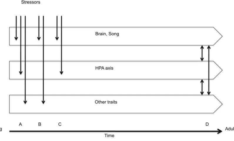 Figure 1-3 Correlations amongst functionally independent traits in adulthood (indicated 