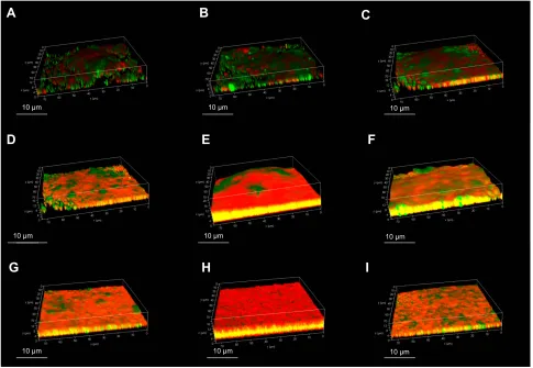 Figure 2 Confocal laser scanning microscopy of in vitro bioﬁlm production of Staph. aureus isolates