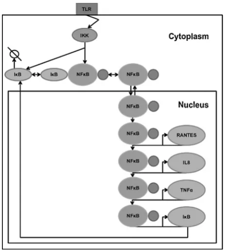 Fig. 1. Conceptual model of TLRandcytoplasm to prevent translocation of NFisoforms I–IKK–NFkB signaling