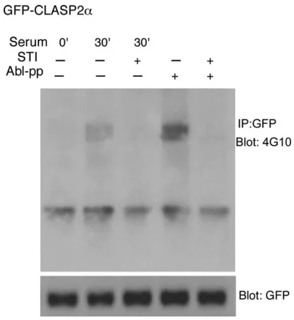 Fig. 1. CLASP2 is tyrosine-phosphorylated by Abl kinase.GFP-CLASP2HEK293T cells following starvation and serum treatment for 30min in the presence or absence of STI-571 (1awasimmunoprecipitatedfromtransfected mM), a specificAbl inhibitor