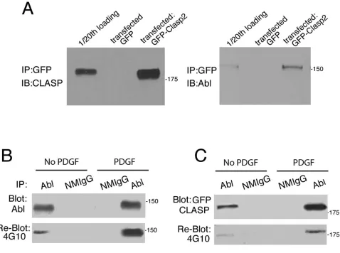 Fig. 2. CLASP2 phosphorylation and interaction with Abl are enhanced by PDGF treatment