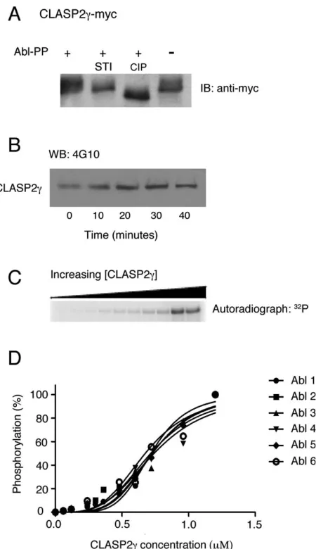 Fig. 3. Phosphorylation of CLASP2ctration dependence by normalized pixel intensity shows a sig-moidalphosphorylation