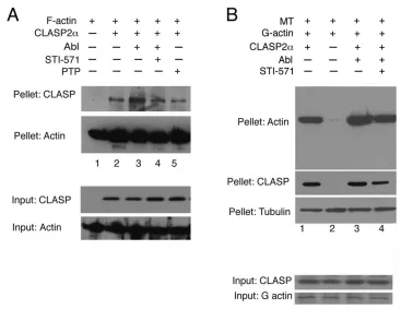 Fig. 6. Abl regulates CLASP2 binding to microfilaments. A: F-actin filaments were incubated with purified CLASP-myc-His with(Lane 2)