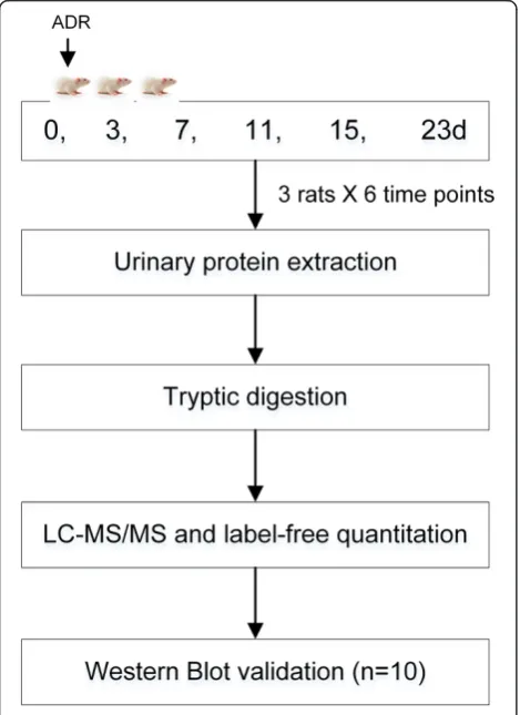 Figure 1 Workflow of protein identification in the FSGS ratmodel. Urine was collected at days 0, 3, 7, 11, 15 and 23 after ADRadministration, and urinary proteins were enriched by ConA agarosefollowed by liquid chromatography coupled with tandem massspectr