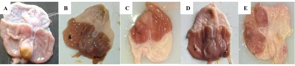 Figure 1 (A to E): Dissected part of the stomach on day 10th showing ulcers in each treatment group