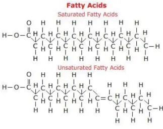 Figure 2.2. Structure of saturated and unsaturated fatty acids 