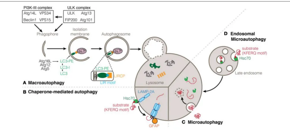 FIGURE 1 | Types of autophagy processes.and recycling of its content.with phosphatidylethanolamine (PE) and anchorage to the membrane of the elongating autophagosome depends on the Atg12-Atg5-Atg16L conjugation system