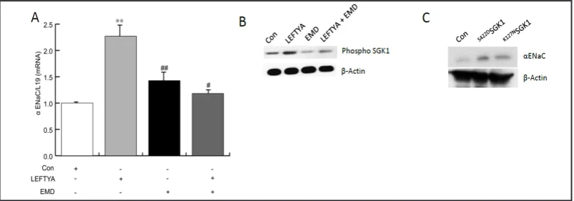 Fig. 2. Effect of LEFTYA on COX-2 transcripts and protein levels. Ishikawa cells were treated with 25 ng/ml LEFTYA for 120 min or remained untreated (Control)