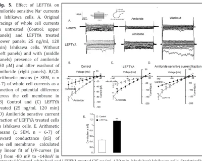 Fig. 6.  Effect of LEFTYA on amiloride induced transepithelial current across murine endometrial epithe-lium