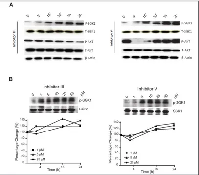 Fig 2. Modulation of SGK1 activity by inhibitor III and V. (A) Ishikawa cells, cultured at 80% confluency, were treated with various PI3K/AKT inhibitor III or V for a total of 2 hours