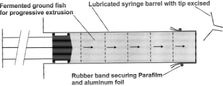 Figure 1. A syringe modified to extrude fermented ground fish.  