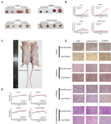 Figure 7: HPV16 E6-E7 promotes ESCC cells progress and radioresistance in vivo which are blocked by LY294002 via PI3K/Akt pathway