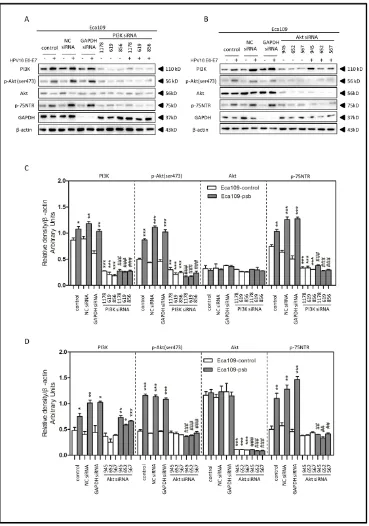 Figure 5: HPV16 E6-E7 increased p75NTR expression through PI3K/Akt signaling pathway in Eca109 cells