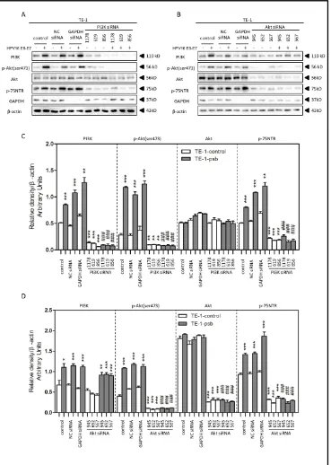 Figure 6: HPV16 E6-E7 increased p75NTR expression through PI3K/Akt signaling pathway in TE-1 cells