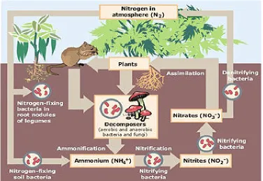 Fig. 1: The nitrogen cycle. Adapted from EPA, 2014. 