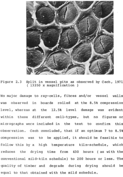 Figure 2.3 Split in vessel pits as observed by Cech, 1971 ( 13350 x magnification ) 
