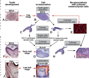 Fig. 1. Protocol for tooth organ engineering and comparison with tooth development.ED14 molars (D)ated into single cells, which were then re-associated and grown on a semi-solid cultured medium