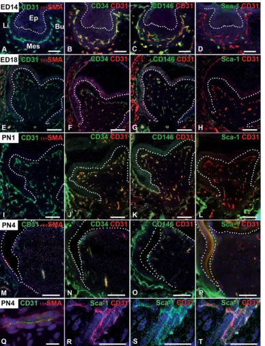 Fig. 3. Cellular heterogeneity in the molar dental and peridental mesen-(C,G,K,O)observed in CD-1 mice at different stages of tooth development: the ED14 cap stage (A,E,F,I,M,Q)(Q-T)chyme during tooth development: cell surface markers associated with blood
