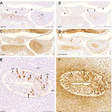 Fig. 2. Sections through the abdomen of a human embryo, 5.5 wpc. Sagittal section through the abdo-men of a 5.5 wpc human embryo, (CRL = 9 mm, 5 weeks and 4 days pc) showing immunohistochemical staining for OCT4 (A, E), SCF (B), c-Kit (C,F) and b-III-tubul