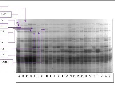 Figure 2: A:KS, B: PBW343,C: NIAW917,D: MACS6222,E: C-306, F: 178, G, 193,H: 194,I: 197, J: 198, K: 201, L: 202, M: 203, N: 204,O: 205, P: 206, Q: 207, R: 208, S: 209, T: 210, U: 211, V: 212, W: 213, X: 214 