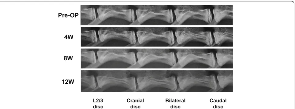 Fig. 3 Representative lateral radiographs of rabbit lumbar spines. Representative lateral radiographs of rabbit lumbar spines at pre-operation (pre-OP) and 4, 8, and 12 weeks after lumbar artery ligation surgery are shown