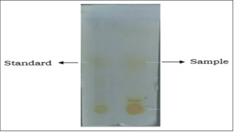 Fig. 1: Thin layer chromatographic analysis of isolated compound from Chrozophora plicata leaves and its comparison with standard flavonoid kaempferol