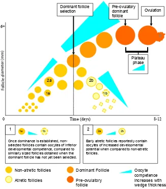 Fig. 4. Changes in oocyte competence with respect to milestones in antral folliculogen-esis