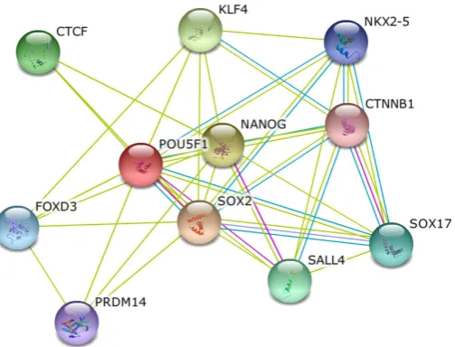Fig. 5. Network of OCT4 interacting proteins obtained with STRING (http://string-db.org/).