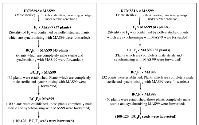 Fig 1. Scheme of backcross followed to develop new CMS line from two crosses in rice 