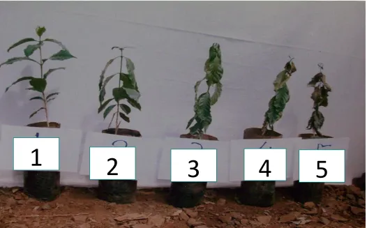Figure 1:  Method of stress scoring and  the corresponding 1-5 scale score values for visual assessment and screening Arabica coffee genotypes for drought tolerance in a rain  shelter