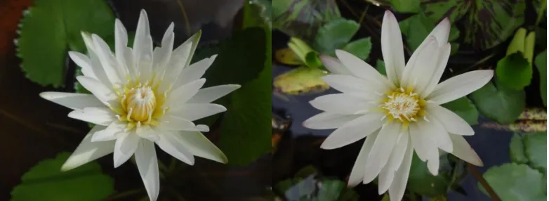 Fig. 1b. Accession 3 and 4 