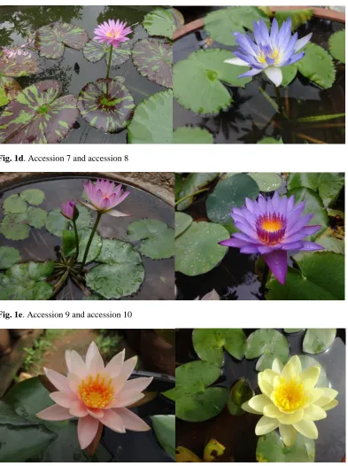 Fig. 1f. Accession 11 and accession 12 