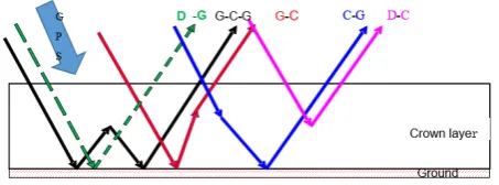 Fig. 2. Scattering mechanisms in the Bi-Mimics model (only the crown layer and the ground layer are retained, reflection) and D-C(direct crown scattering)